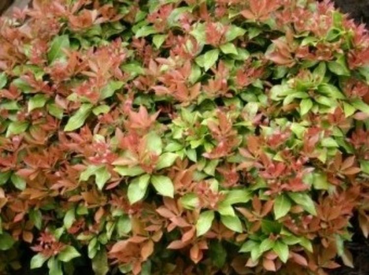 Picture of Pieris japonica Spring Candy