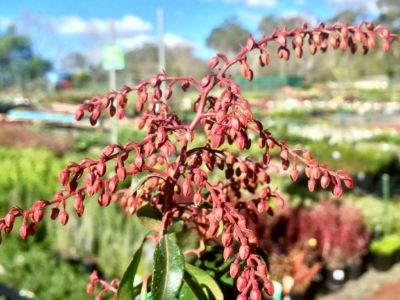 Picture of Pieris japonica Compact Crimson