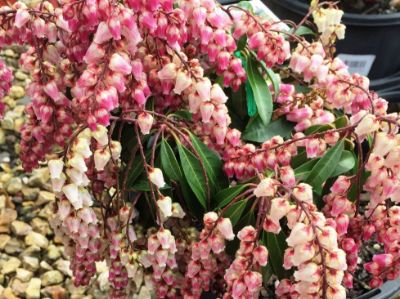 Picture of Pieris japonica Flamingo