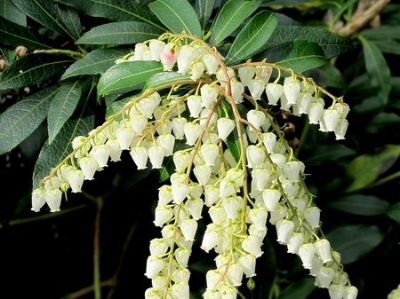 Picture of Pieris japonica Snow Queen