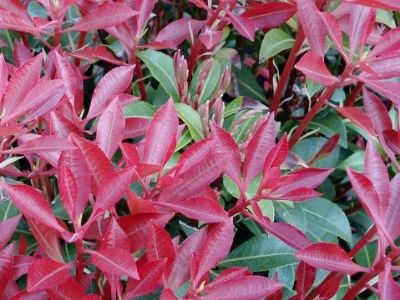 Picture of Pieris japonica Valley Fire