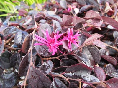 Picture of Loropetalum chinense Purple Pixie PBR