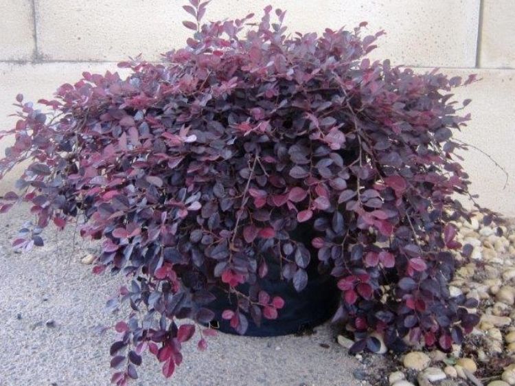Picture of Loropetalum chinense Purple Pixie PBR