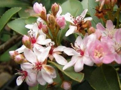 Picture of Rhaphiolepis delacourii