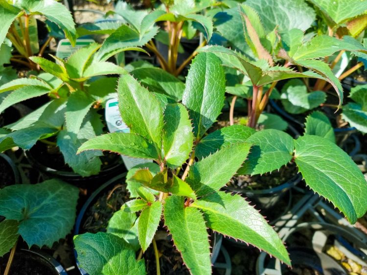 Picture of Helleborus argutifolius