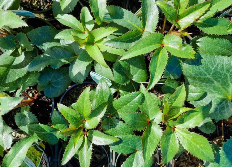 Picture of Helleborus argutifolius