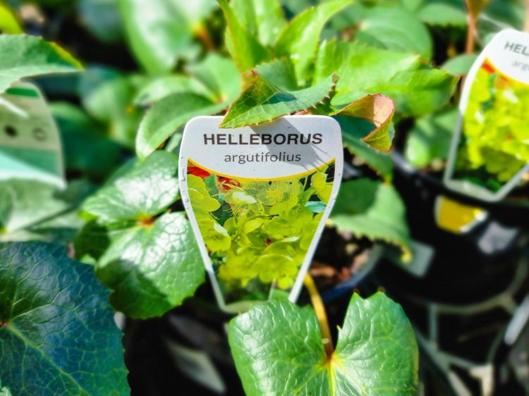 Picture of Helleborus argutifolius