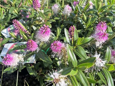 Picture of Hebe hybrida Icing Sugar