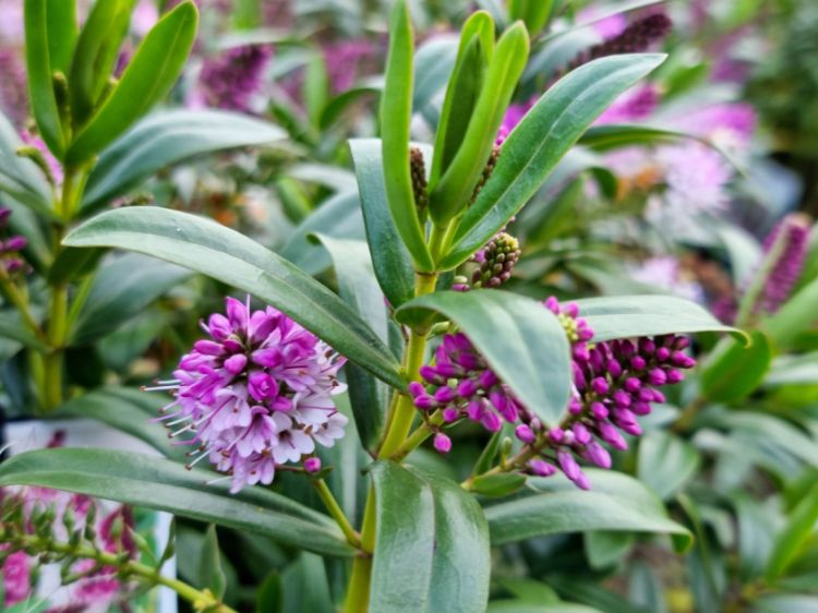 Picture of Hebe hybrida Icing Sugar