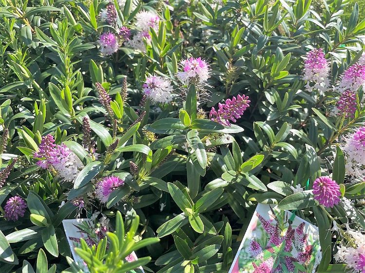 Picture of Hebe hybrida Icing Sugar