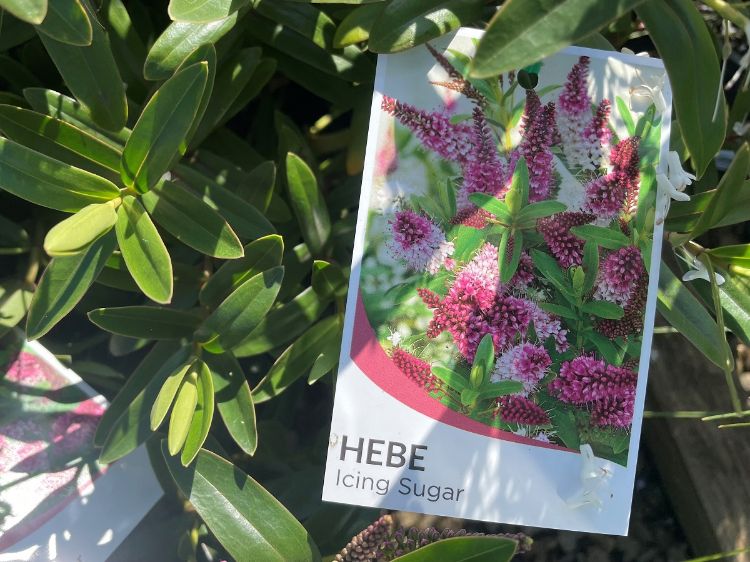 Picture of Hebe hybrida Icing Sugar