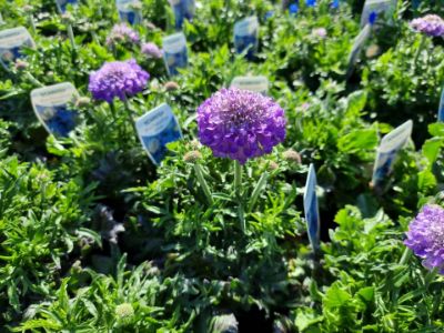 Picture of Scabiosa columbaria Paradise Blue