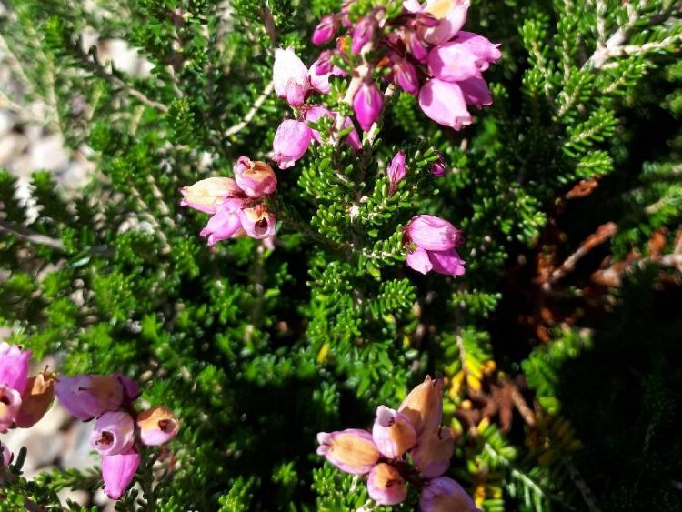 Picture of Erica hybrida Cottage Pink Ice