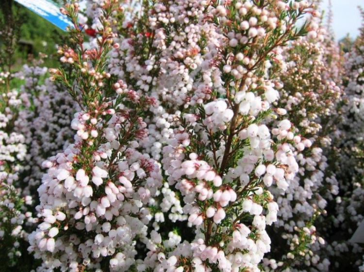 Picture of Erica melanthera Surprise