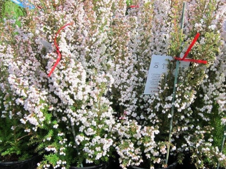 Picture of Erica melanthera Surprise