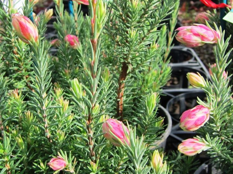 Picture of Erica baccans Party Frock