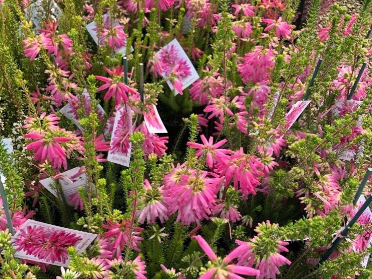 Picture of Erica verticilllata African Fanfare