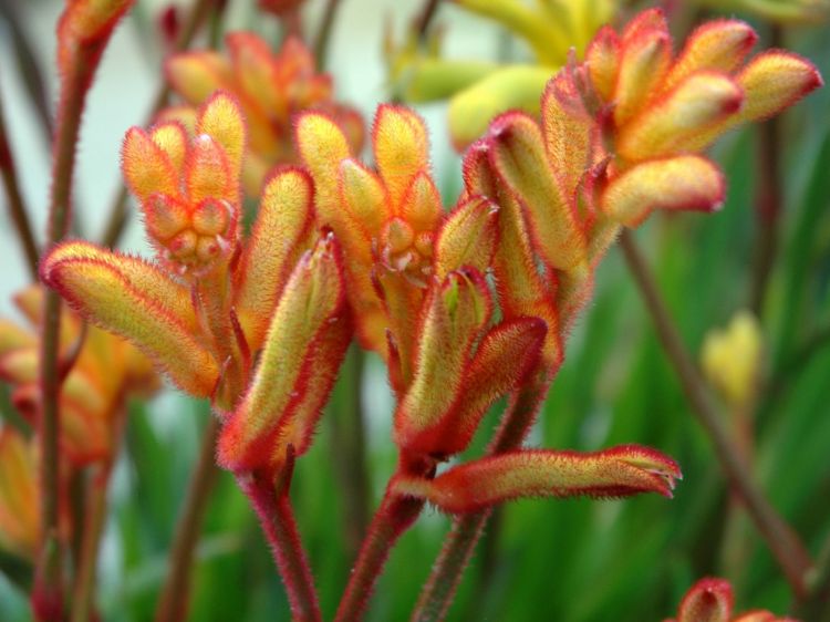 Picture of Anigozanthos hybrida Bush Fling