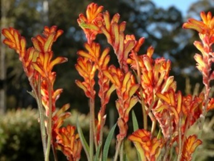 Picture of Anigozanthos hybrida Bush Fling