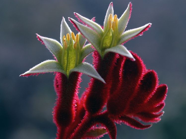Picture of Anigozanthos hybrida Bush Fury