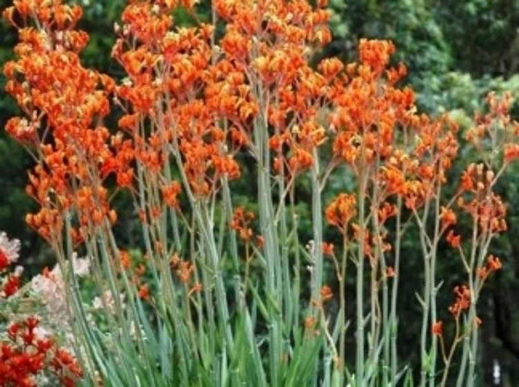 Picture of Anigozanthos hybrida Bush Revolution