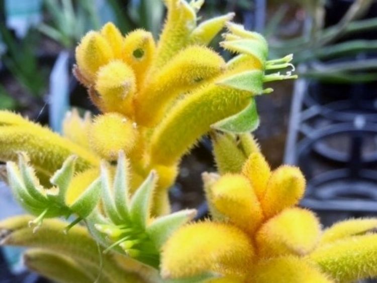 Picture of Anigozanthos hybrida Nugget