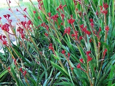 Picture of Anigozanthos hybrida Ruby Velvet PBR