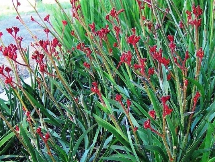 Picture of Anigozanthos hybrida Ruby Velvet PBR