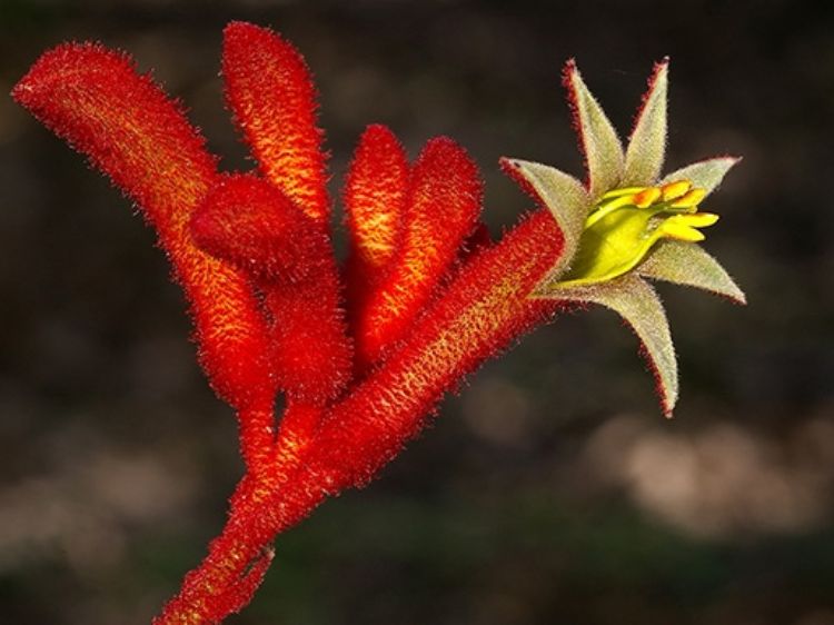 Picture of Anigozanthos hybrida Big Red