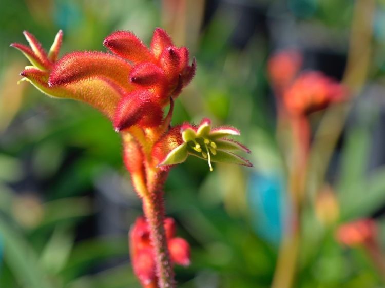 Picture of Anigozanthos hybrida Bush Flare