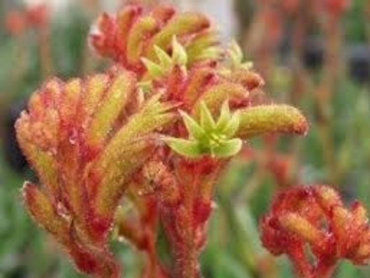 Picture of Anigozanthos hybrida Bush Tango