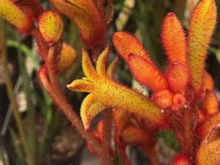 Picture of Anigozanthos hybrida Bush Tango