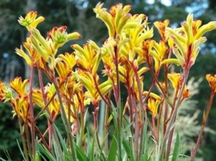 Picture of Anigozanthos hybrida