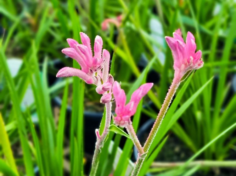 Picture of Anigozanthos hybrida