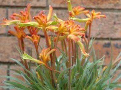 Picture of Anigozanthos hybrida Joey Calypso