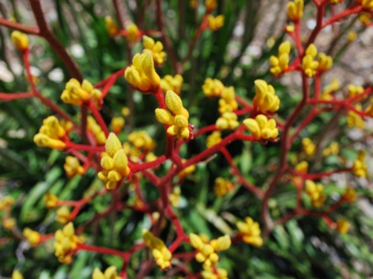 Picture of Anigozanthos flavidus pulcherimus Cross Of Gold