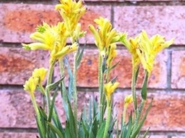 Picture of Anigozanthos hybrida Joey Sprite