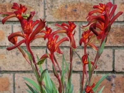 Picture of Anigozanthos hybrida Joey Flame