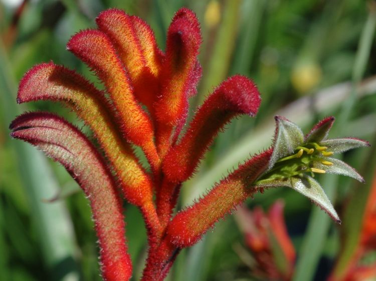 Picture of Anigozanthos hybrida Bush Blitz