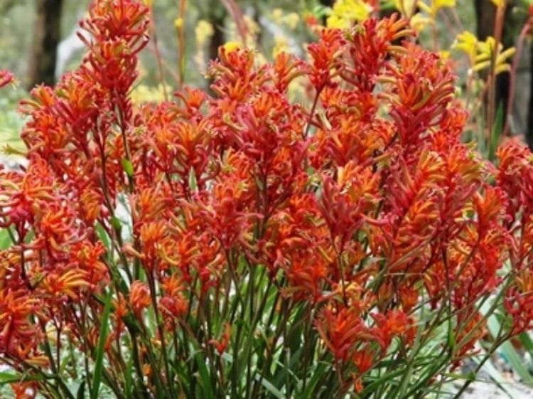 Picture of Anigozanthos hybrida Bush Blitz