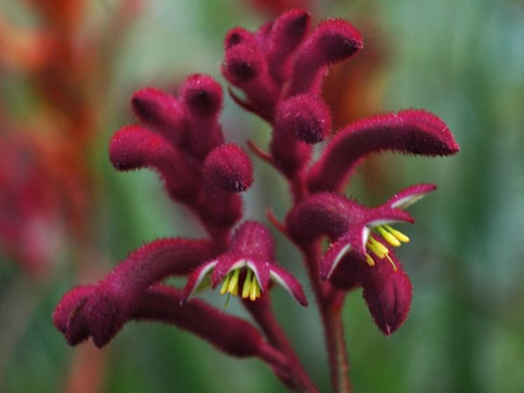 Picture of Anigozanthos hybrida Bush Joker