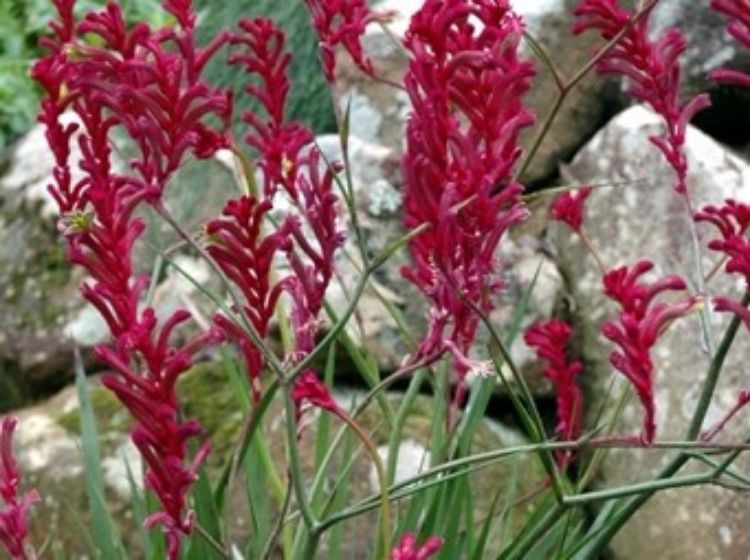 Picture of Anigozanthos hybrida Bush Pizzazz