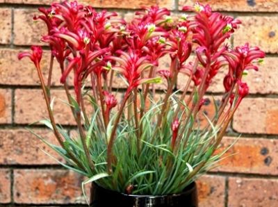 Picture of Anigozanthos hybrida Joey Paws