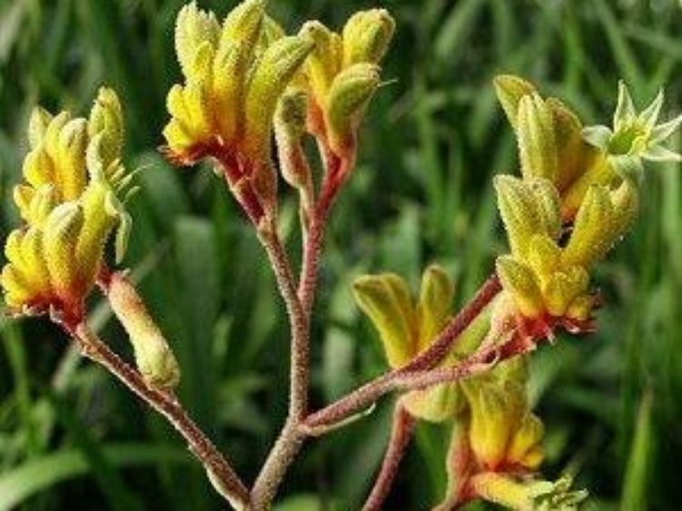 Picture of Anigozanthos flavidus Gold