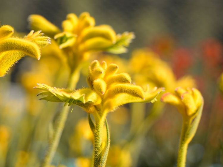 Picture of Anigozanthos hybrida Bush Zest