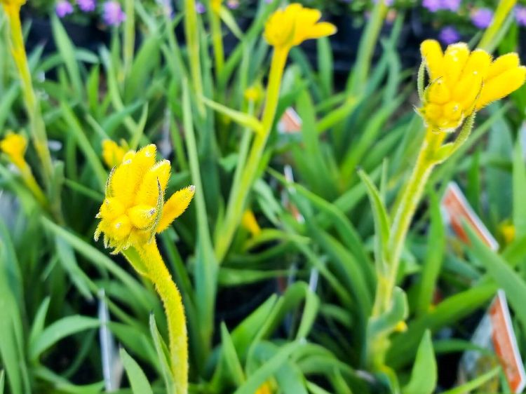 Picture of Anigozanthos hybrida Bush Zest