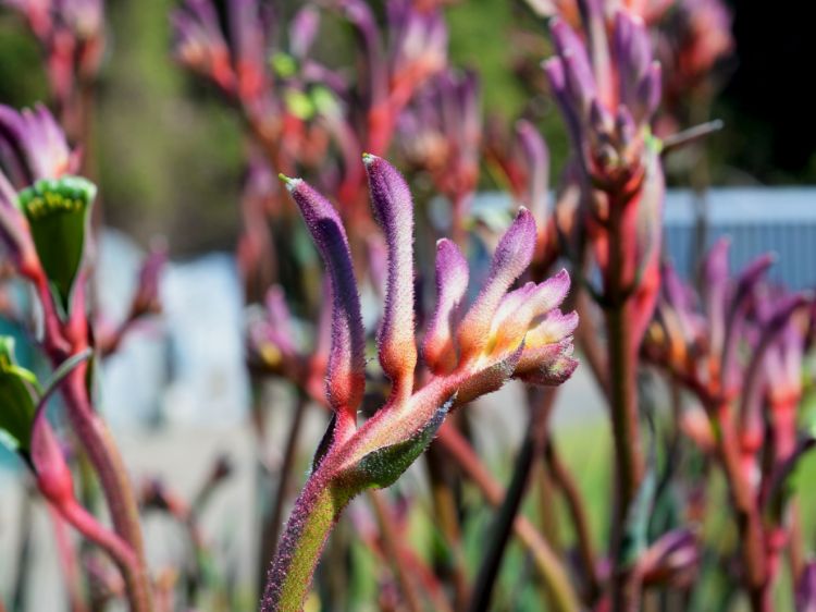 Picture of Anigozanthos hybrida Kings Park Royale