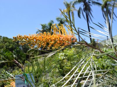 Picture of Grevillea banksii pteridifolia Honey Gem