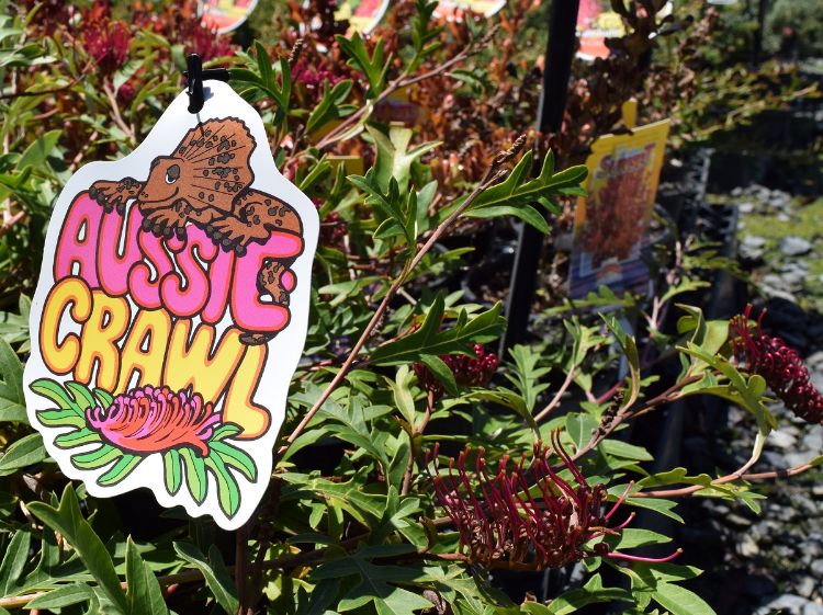 Picture of Grevillea hybrida Aussie Crawl