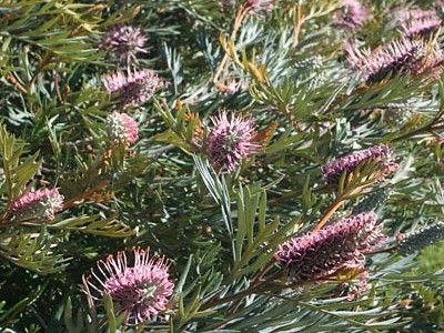 Picture of Grevillea hybrida Dorothy Gordon